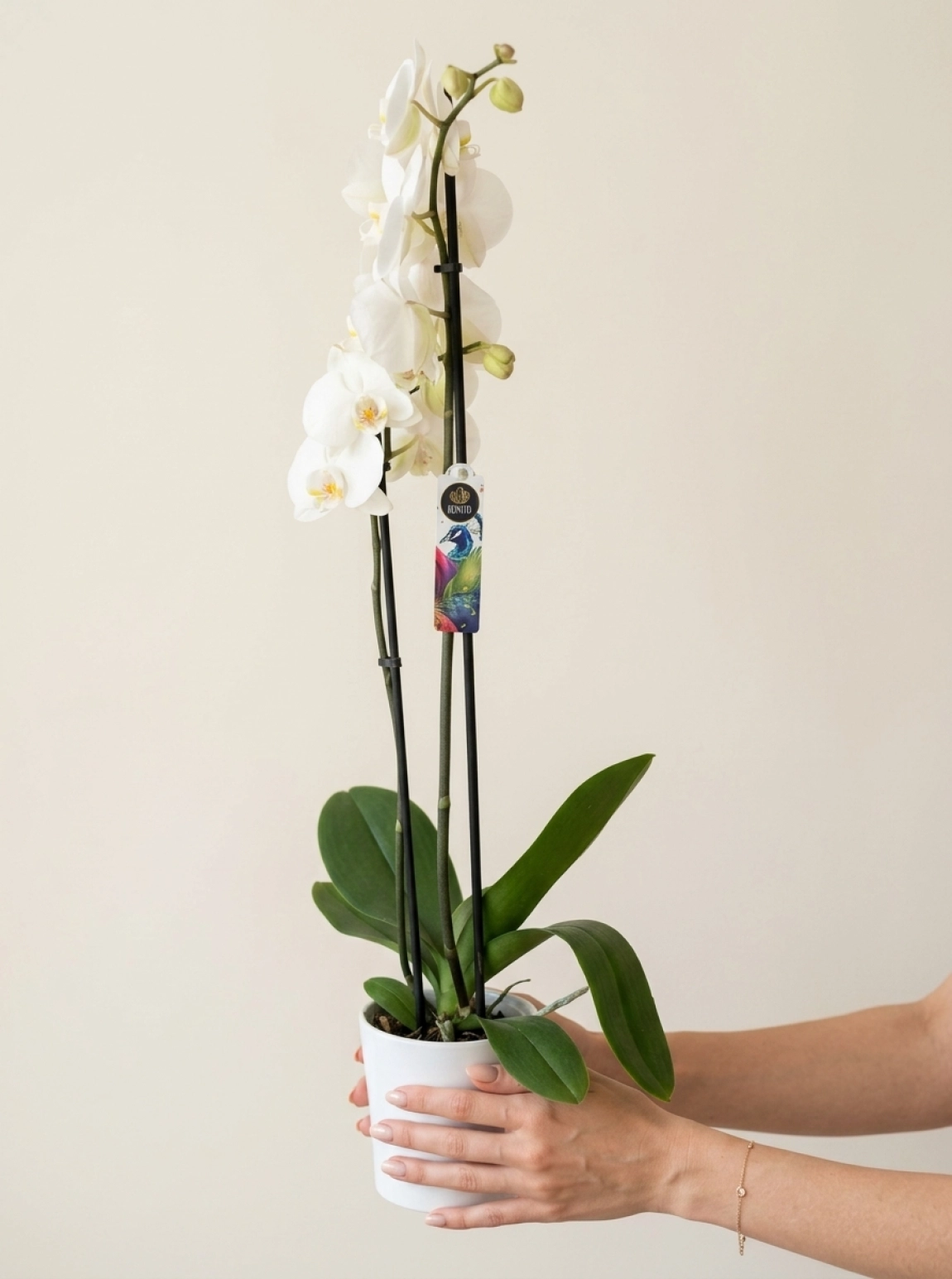 Çift Dallı Beyaz Phalaenopsis Orkide Seramik Saksı Aranjmanı