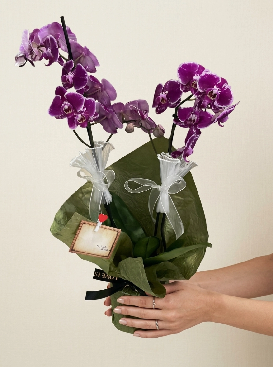 İki Dallı Fuşya Phalaenopsis Orkide Saksı Aranjmanı